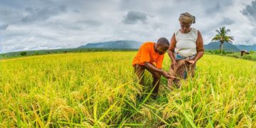 Le Togo S&rsquo;Engage dans la Formation des Formateurs pour une Riziculture Résiliente au Climat