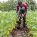 Togo : L&rsquo;Agriculture en Plein Essor grâce à des Réformes Innovantes et des Investissements Stratégiques