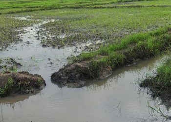 Inondations Dévastatrices à Agomé-Glozou : Les Riziculteurs Appellent à une Intervention Urgente