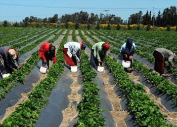 Sénégal : Plus de 44% des ménages engagés dans l&rsquo;agriculture selon l&rsquo;ANSD