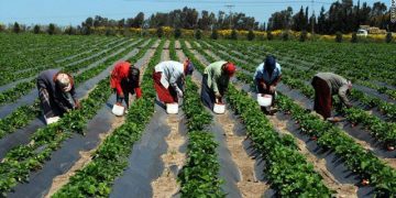 Sénégal : Plus de 44% des ménages engagés dans l&rsquo;agriculture selon l&rsquo;ANSD