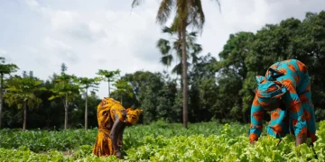 Valorisation du Phosphate Naturel : Une Opportunité pour l&rsquo;Agriculture Durable en Afrique de l&rsquo;Ouest
