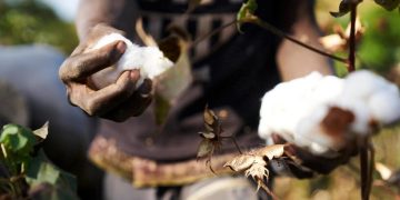 Amélioration de la Production Industrielle Hors Égrenage de Coton au Sénégal : +5,3% en Mai 2024