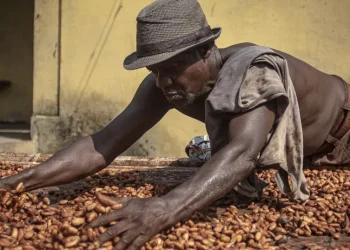 Le secteur du cacao au Ghana pourrait s&rsquo;effondrer d&rsquo;ici cinq ans
