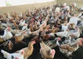 Les Éleveurs de Volaille en Gambie Alertent sur les Défis Liés aux Coûts Élevés des Aliments et des Poulets Importés