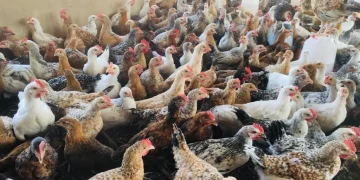 Les Éleveurs de Volaille en Gambie Alertent sur les Défis Liés aux Coûts Élevés des Aliments et des Poulets Importés