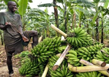 Cameroun : Objectif 10 Millions de Tonnes de Bananes Plantain
