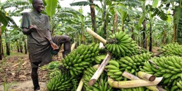 Cameroun : Objectif 10 Millions de Tonnes de Bananes Plantain
