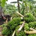 Cameroun : Objectif 10 Millions de Tonnes de Bananes Plantain