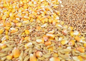 Ghana : Interdiction des Exportations de Céréales