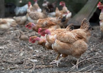 Burkina Faso : La Grippe Aviaire Cause la Mort de 500 000 Volailles et Destruction de Plus d’un Million de Plaquettes d&rsquo;Œufs