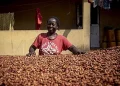 Ghana : La contrebande de cacao entraîne une perte de plus d’un tiers de la production