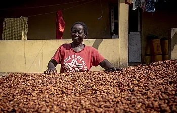 Ghana : La contrebande de cacao entraîne une perte de plus d’un tiers de la production