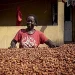 Ghana : La contrebande de cacao entraîne une perte de plus d’un tiers de la production