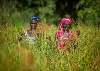 Guinée, Sénégal, Togo : La BAD Alloue 103 Millions USD pour Soutenir l&rsquo;Agriculture Durable