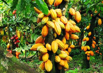 Côte d&rsquo;Ivoire : Bilan de la Campagne de Commercialisation du Café-Cacao 2024-2025 à Yamoussoukro