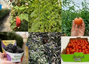 Horticulture : SPMS lève 15,6 millions $ pour accélérer sa croissance