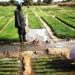 Sénégal : Nouveaux aménagements rizicoles à Matam