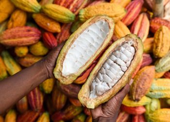 Côte d&rsquo;Ivoire : Le prix d’achat du cacao fixé à 1 800 FCFA/kg pour la campagne 2024/2025