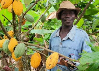 Cameroun : Un prix moyen de 4 000 FCFA/kg de cacao dans les bassins de production