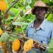 Cameroun : Un prix moyen de 4 000 FCFA/kg de cacao dans les bassins de production