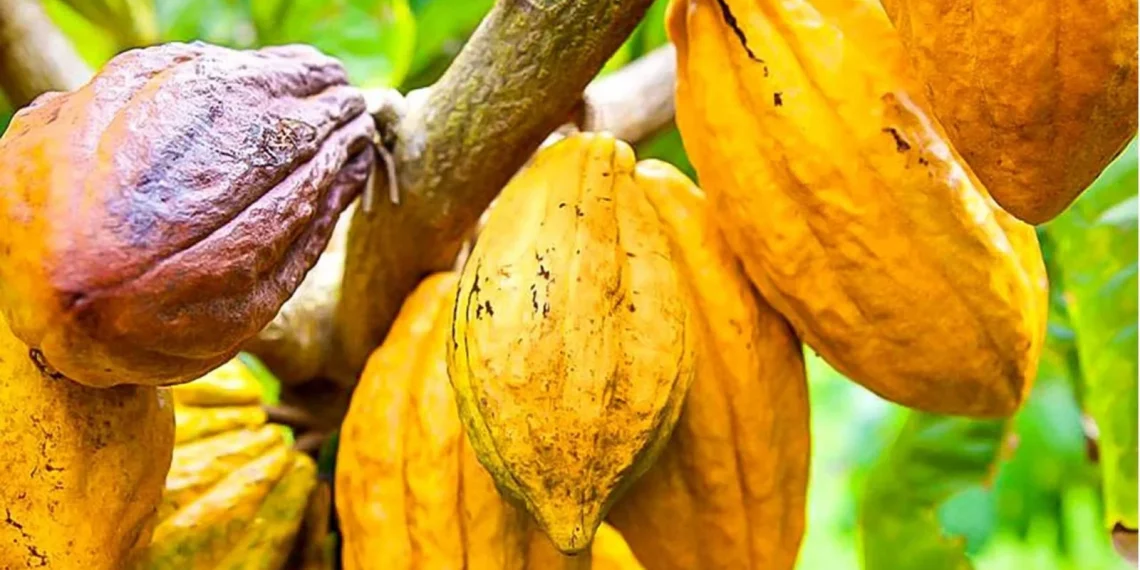 Côte d’Ivoire : vers une hausse de la production de cacao pour la campagne 2024-2025