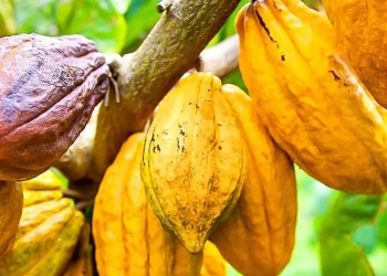 Côte d’Ivoire : vers une hausse de la production de cacao pour la campagne 2024-2025