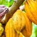 Côte d’Ivoire : vers une hausse de la production de cacao pour la campagne 2024-2025