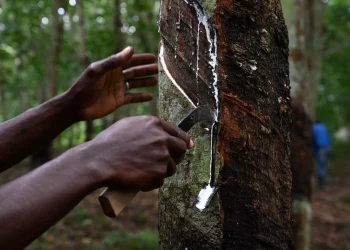 Côte d’Ivoire : Une Nouvelle Ère pour le Caoutchouc Naturel