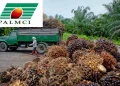 Côte d’Ivoire : PALMCI enregistre une baisse de 28 % de son bénéfice au premier semestre 2024