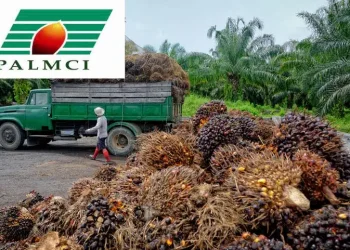 Côte d’Ivoire : PALMCI enregistre une baisse de 28 % de son bénéfice au premier semestre 2024