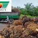 Côte d’Ivoire : PALMCI enregistre une baisse de 28 % de son bénéfice au premier semestre 2024