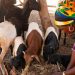 Le Fonds Africain de Développement : pilier de la modernisation de la filière ovine au Bénin