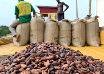 Ghana : Prévisions optimistes pour la production de cacao en 2024/2025