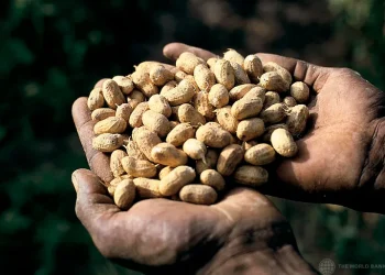 financement agricole au Sénégal : 10 milliards FCFA additionnels mobilisés pour l’arachide et l’anacarde