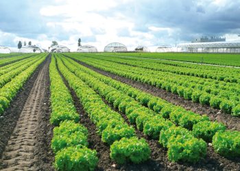 Bénin : Plus de 16 milliards FCFA de l’OPEP pour soutenir l’agriculture maraîchère