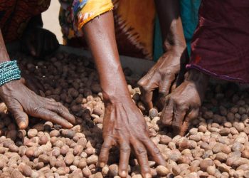 Bénin : Les prix du karité triplent après les interdictions d’exportation du Mali et du Burkina Faso