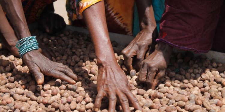 Bénin : Les prix du karité triplent après les interdictions d’exportation du Mali et du Burkina Faso
