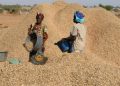 Sénégal : Le prix du kilogramme d’arachide fixé à 305 FCFA pour la campagne 2024-2025