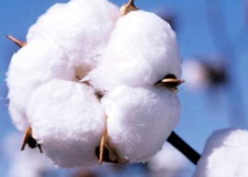 Coton au Bénin : 600 000 tonnes récoltées en 2023-2024, un bond attendu en 2024-2025