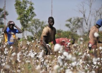 Cameroun : La Cicam prévoit un investissement massif de 70,25 milliards FCFA dans le secteur du coton d&rsquo;ici 2030
