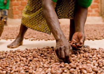 Le Ghana innove avec la production de biodiesel à partir de noix de karité