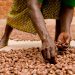 Le Ghana innove avec la production de biodiesel à partir de noix de karité