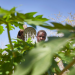 COP29 : Le plus grand fonds climatique mondial peine à investir en Afrique
