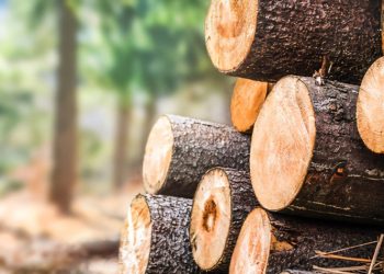 Guinée : Le gouvernement interdit l&rsquo;exportation de bois par voie terrestre
