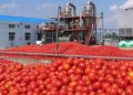 Burkina Faso : 5,6 milliards FCFA investis dans une nouvelle usine de transformation de tomate