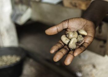Togo : La région Centrale débute la collecte des premières noix de cajou