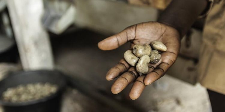 Togo : La région Centrale débute la collecte des premières noix de cajou