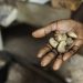 Togo : La région Centrale débute la collecte des premières noix de cajou