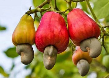 Cajou au Burkina Faso : le prix d&rsquo;achat de la noix de cajou brute fixé à 385 FCFA/Kg pour 2025